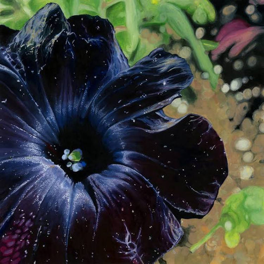 Black Petunia Flower & Crystal Essence